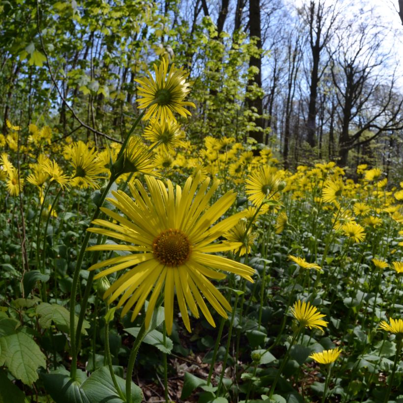 Doronicum pardalianches - Kriechende Gämswurz (Plant habit)