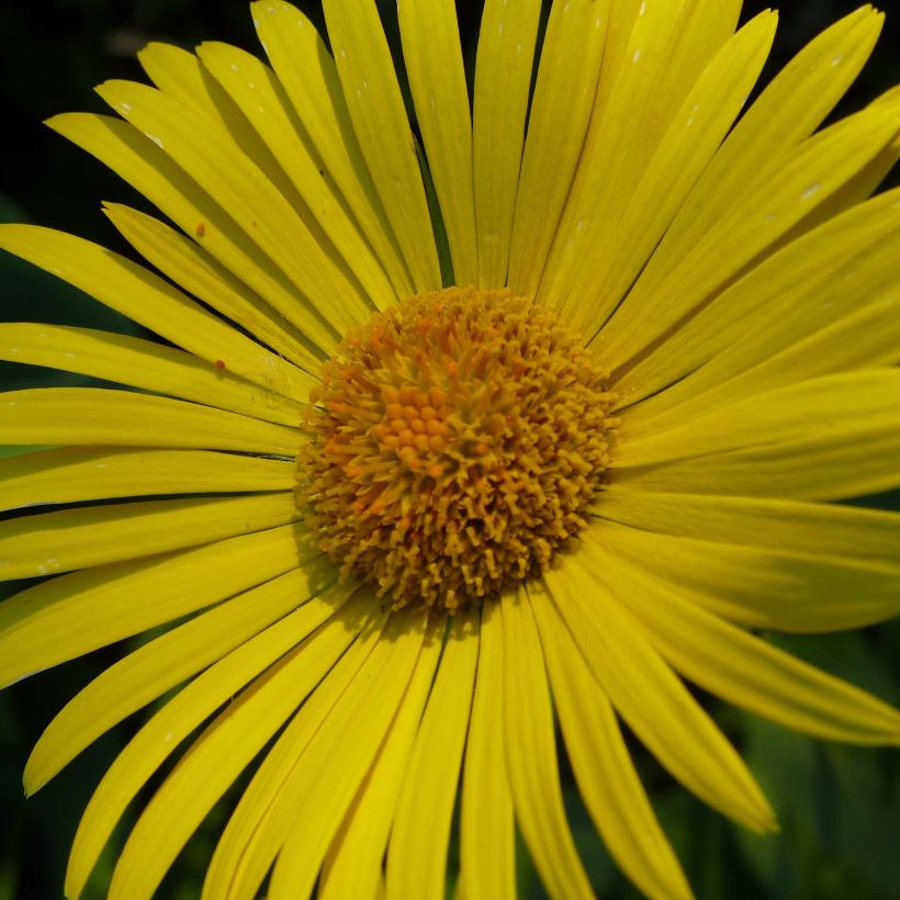 Doronicum plantagineum Excelsum - Wegerichartige Gämswurz (Flowering)