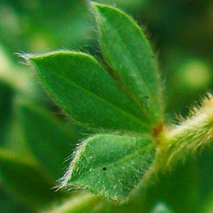 Dorycnium hirsutum - Behaarter Backenklee (Foliage)