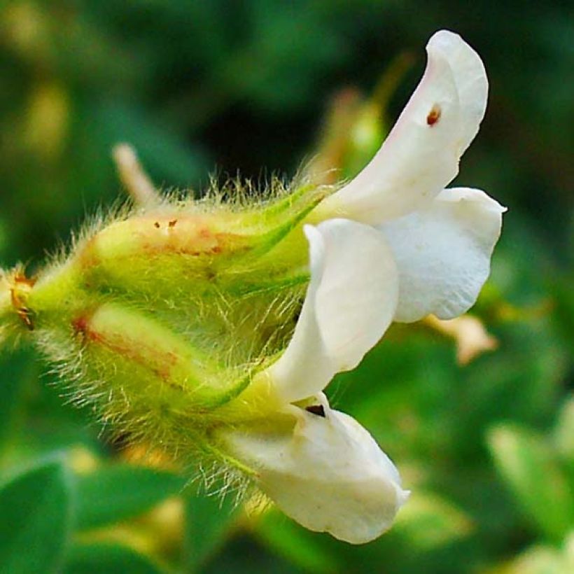 Dorycnium hirsutum - Behaarter Backenklee (Flowering)