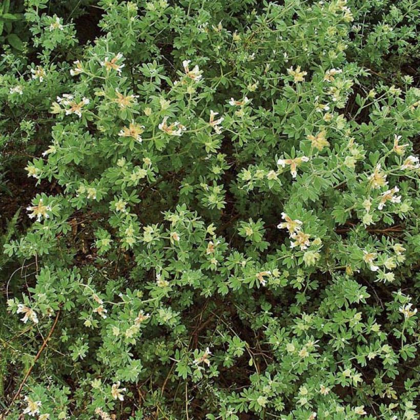 Dorycnium hirsutum - Behaarter Backenklee (Plant habit)