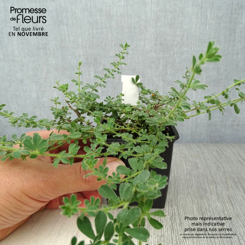 Example of Dorycnium hirsutum - Behaarter Backenklee Kleine Töpfe von 8/9 cm as you get in automne