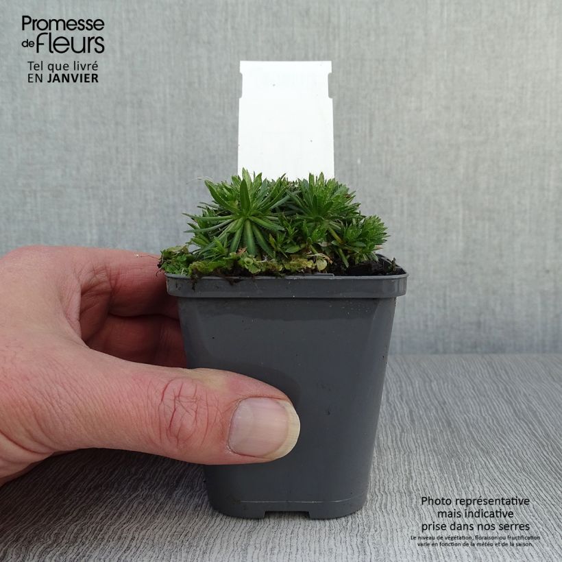 Exemplar von Draba sakurai - Felsenblümchen Kleine Töpfe von 8/9 cm wie im Winter geliefert