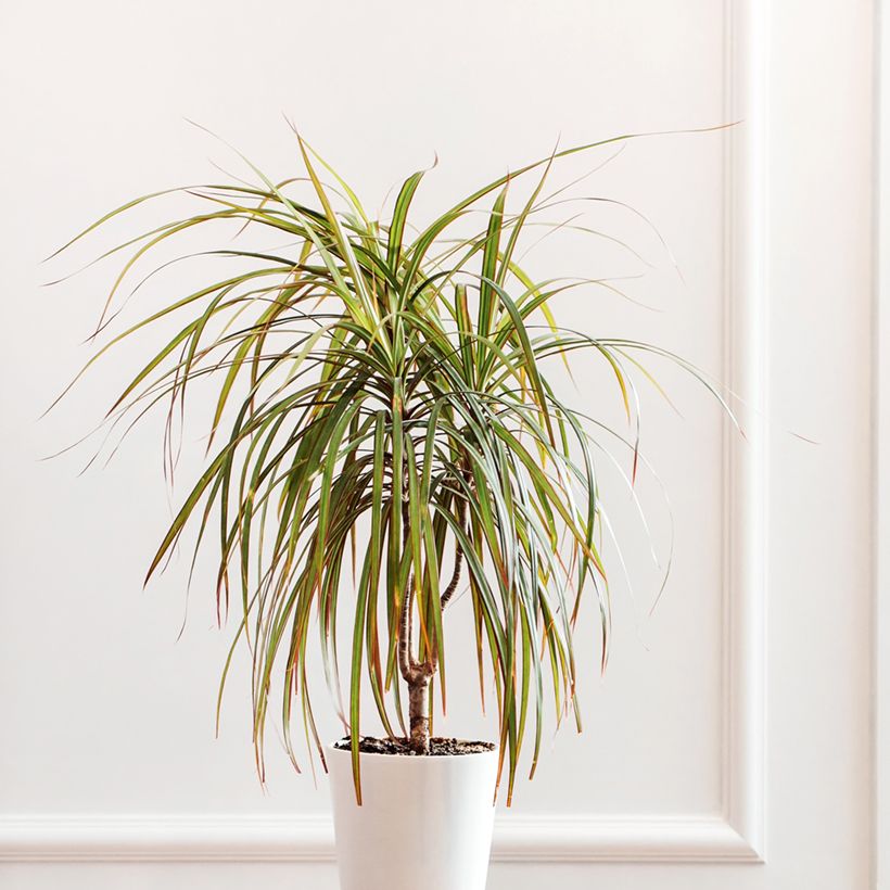Dracaena Bicolor - Drachenbaum (Plant habit)