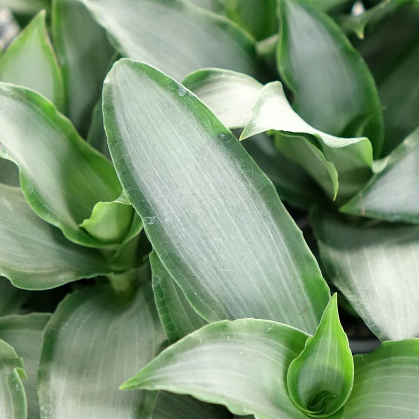 Dracaena Hawaii - Drachenbaum (Foliage)