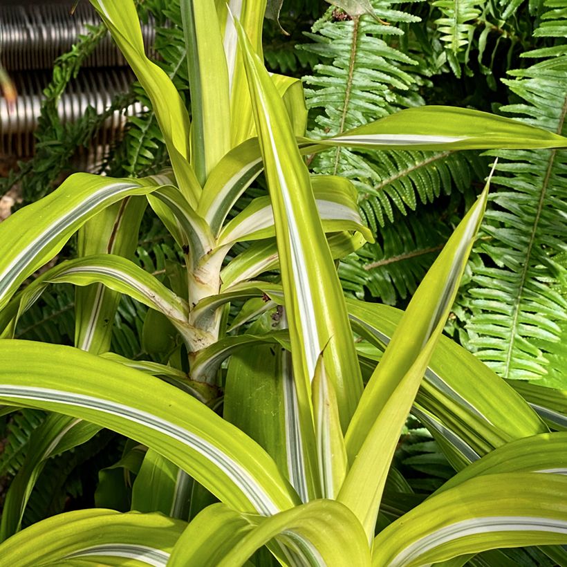 Dracaena Lemon Surprise - Drachenbaum (Plant habit)