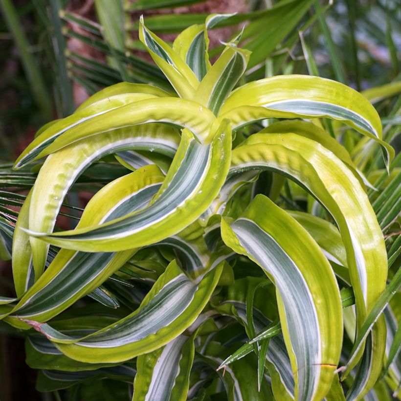Dracaena Lemon Surprise - Drachenbaum (Foliage)