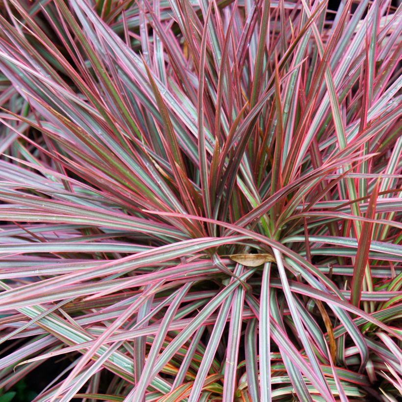 Dracaena Magenta - Drachenbaum (Foliage)