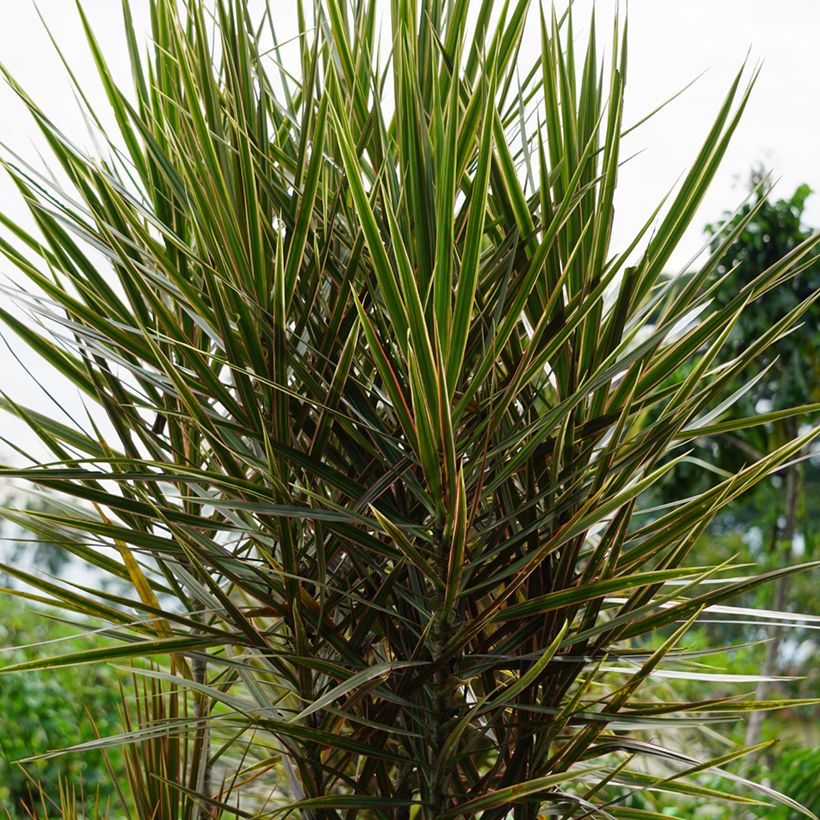 Dracaena Magenta - Drachenbaum (Plant habit)