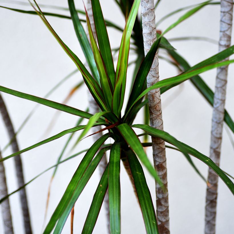 Dracaena marginata - Drachenbaum (Foliage)
