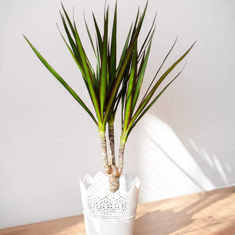 Dracaena marginata - Drachenbaum (Plant habit)