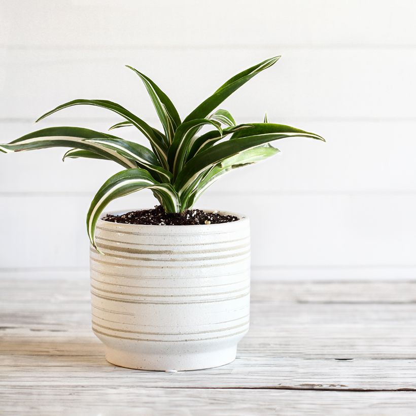 Dracaena White Jewel - Drachenbaum (Plant habit)