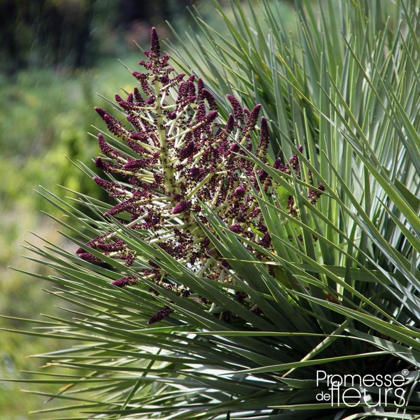 Dracaena draco - Echter Drachenbaum (Flowering)
