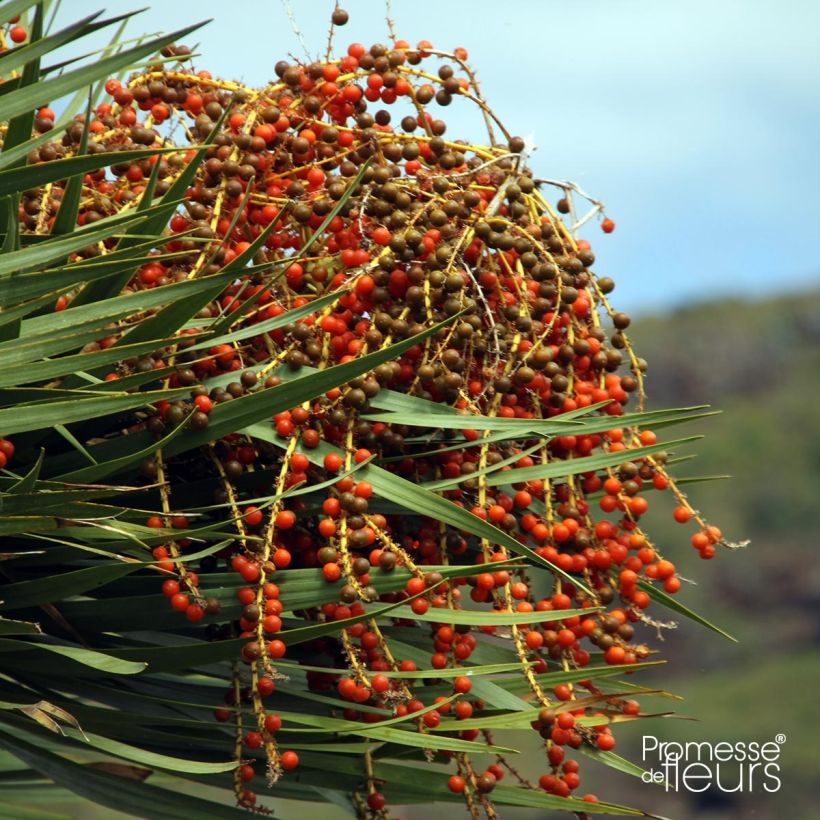 Dracaena draco - Echter Drachenbaum (Harvest)