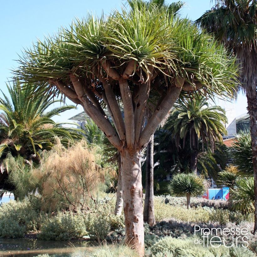 Dracaena draco - Echter Drachenbaum (Plant habit)