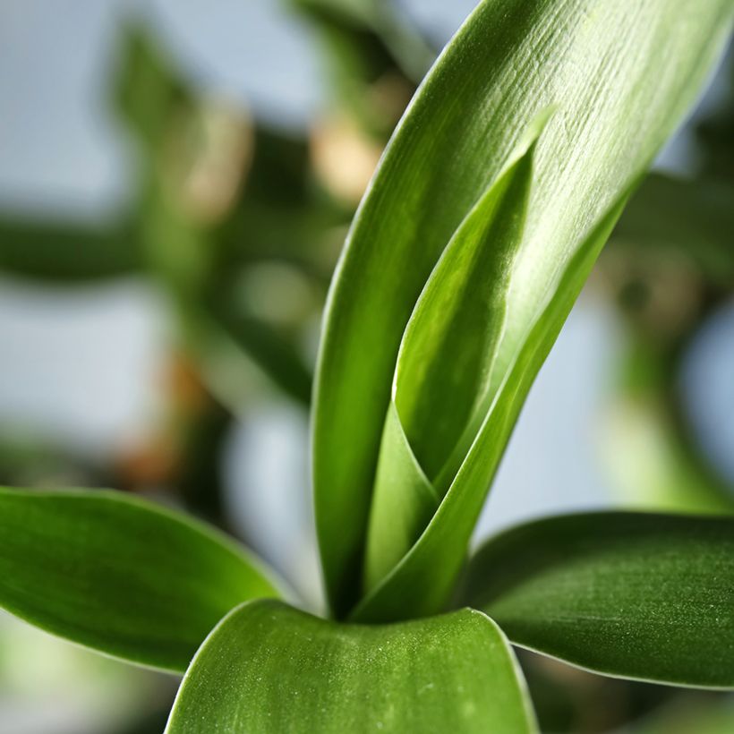 Dracaena sanderiana - Glücksbambus (Foliage)