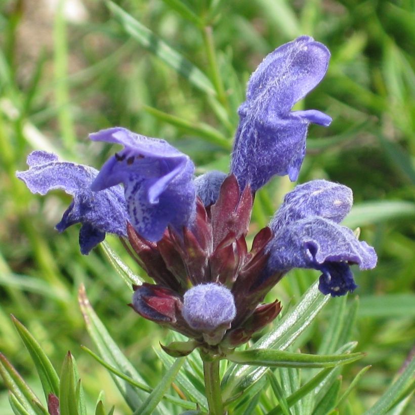 Dracocephalum ruyschiana - Nordischer Drachenkopf (Flowering)