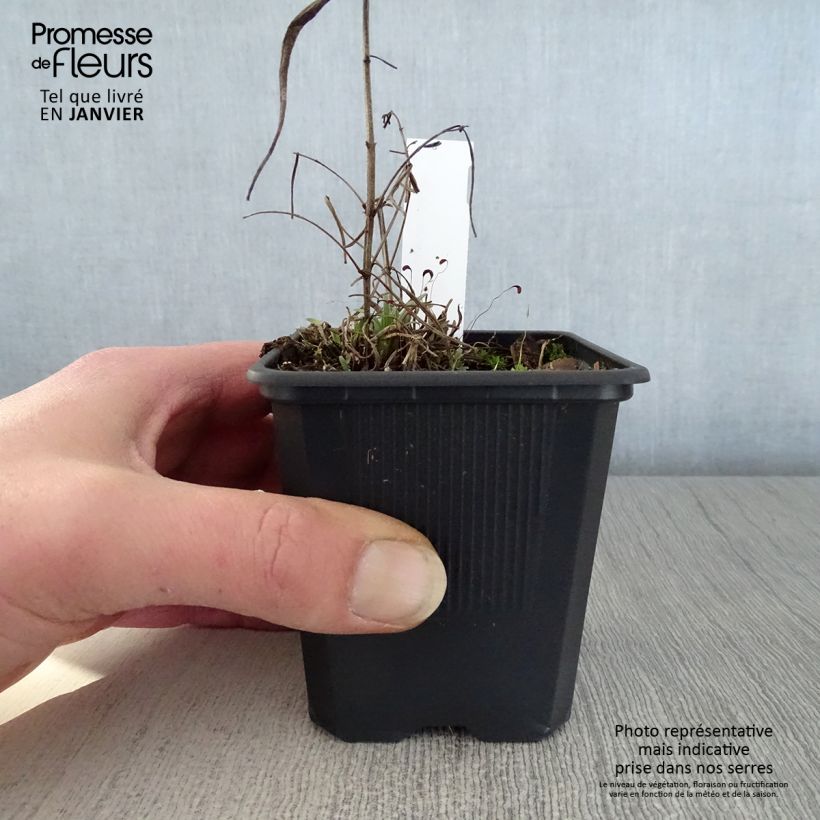 Exemplar von Dracocephalum ruyschiana - Nordischer Drachenkopf Kleine Töpfe von 8/9 cm wie im Winter geliefert