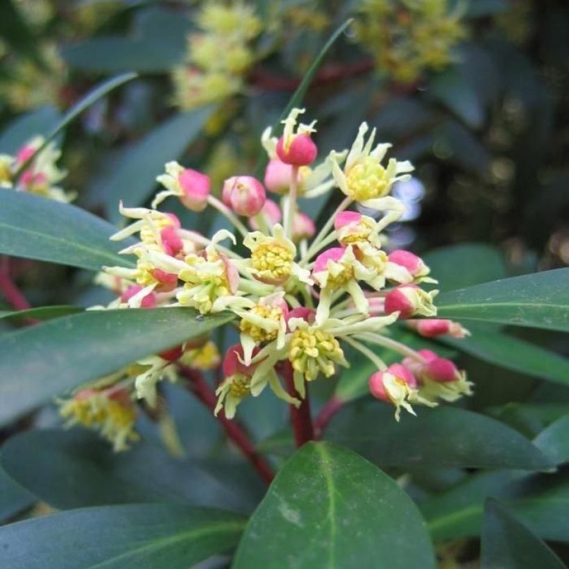 Drimys aromatica Red Spice - Tasmanischer Bergpfeffer (Flowering)