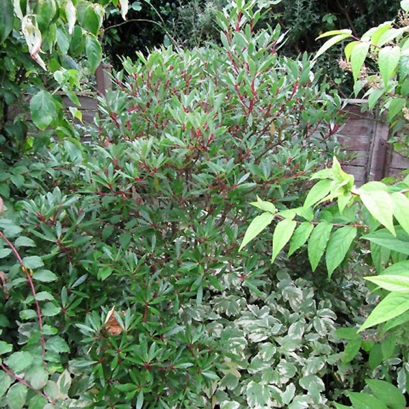 Drimys aromatica Red Spice - Tasmanischer Bergpfeffer (Plant habit)