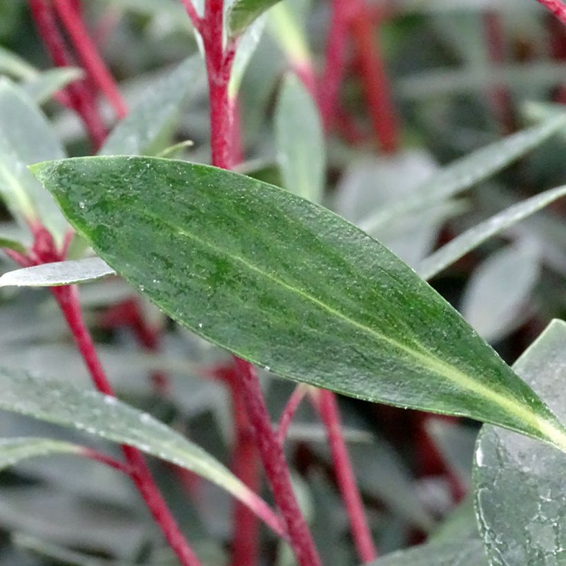 Drimys aromatica Red Spice - Tasmanischer Bergpfeffer (Foliage)