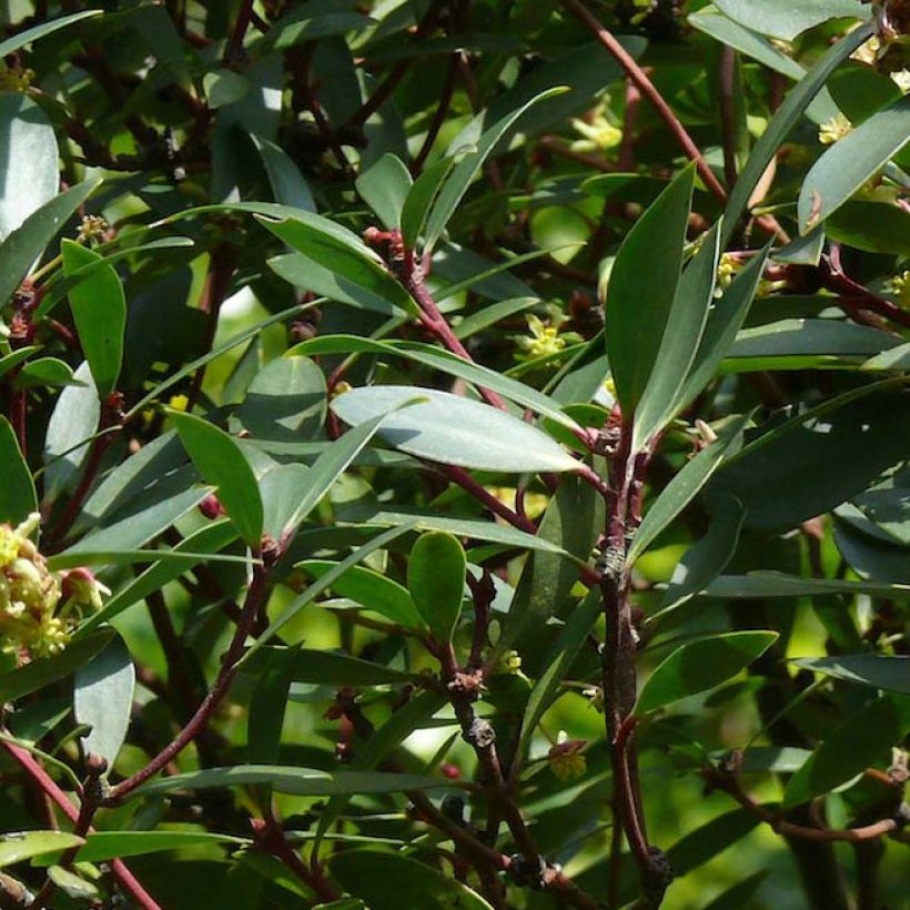 Drimys aromatica - Tasmanischer Bergpfeffer (Foliage)
