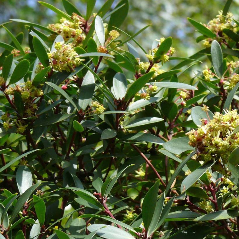Drimys aromatica - Tasmanischer Bergpfeffer (Flowering)