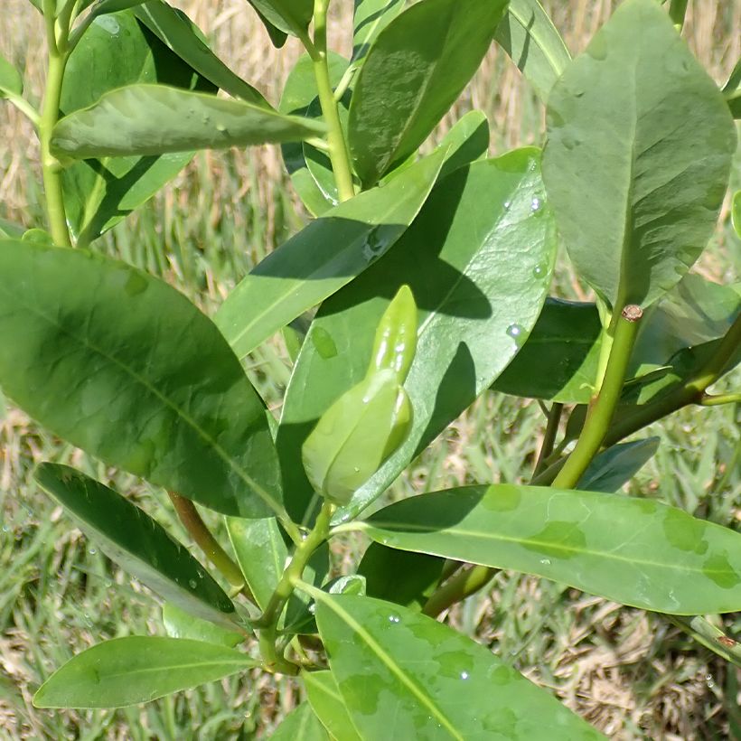 Drimys winteri - Winterrinde (Foliage)