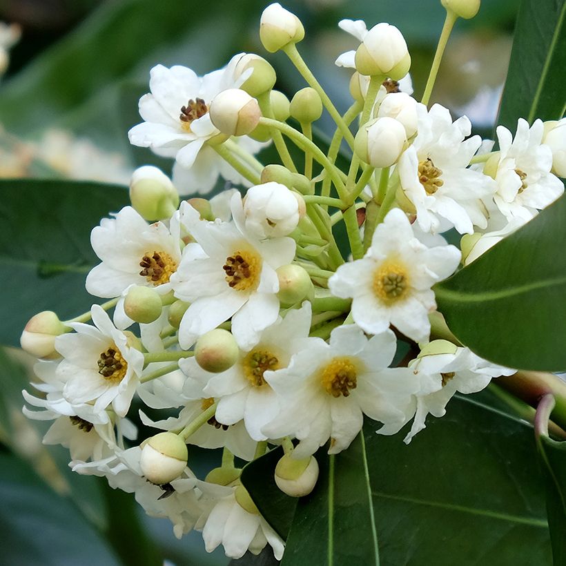 Drimys winteri - Winterrinde (Flowering)