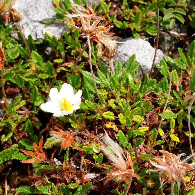 Dryas drummondii Grandiflora - Nordamerikanische Silberwurz (Plant habit)
