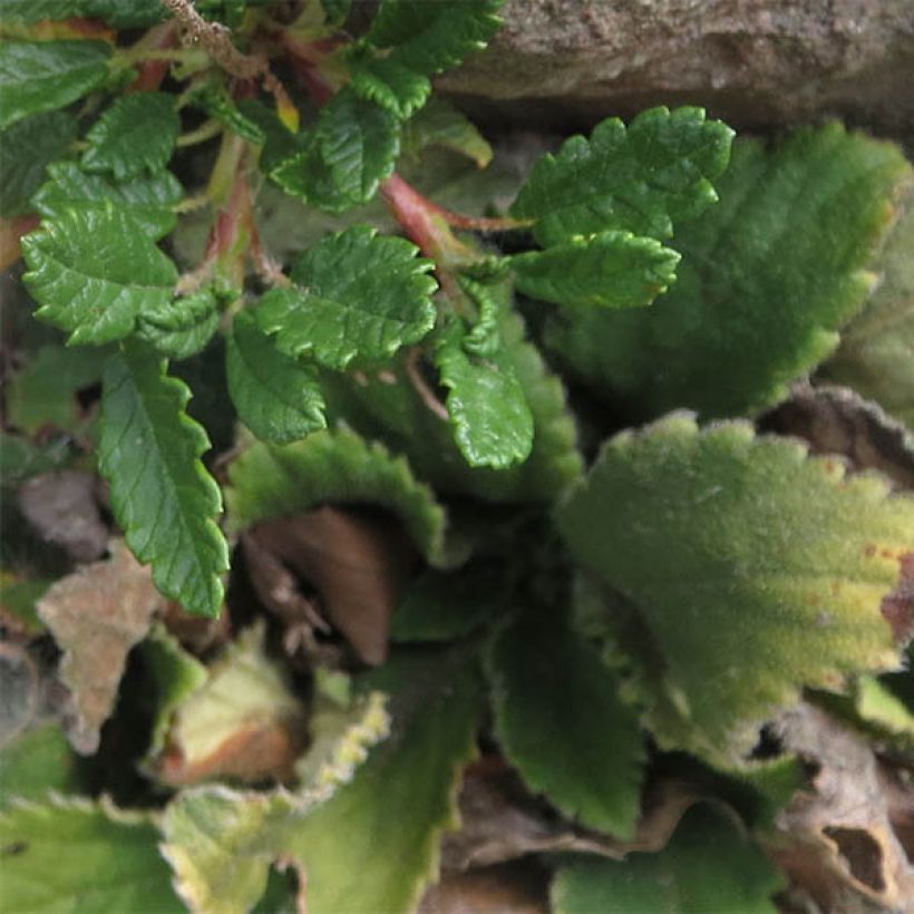 Dryas suendermannii - Sündermann Silberwurz (Foliage)
