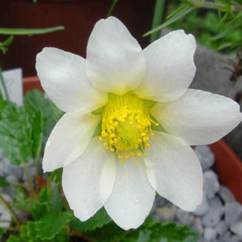 Dryas suendermannii - Sündermann Silberwurz (Flowering)