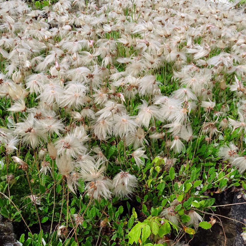 Dryas suendermannii - Sündermann Silberwurz (Plant habit)