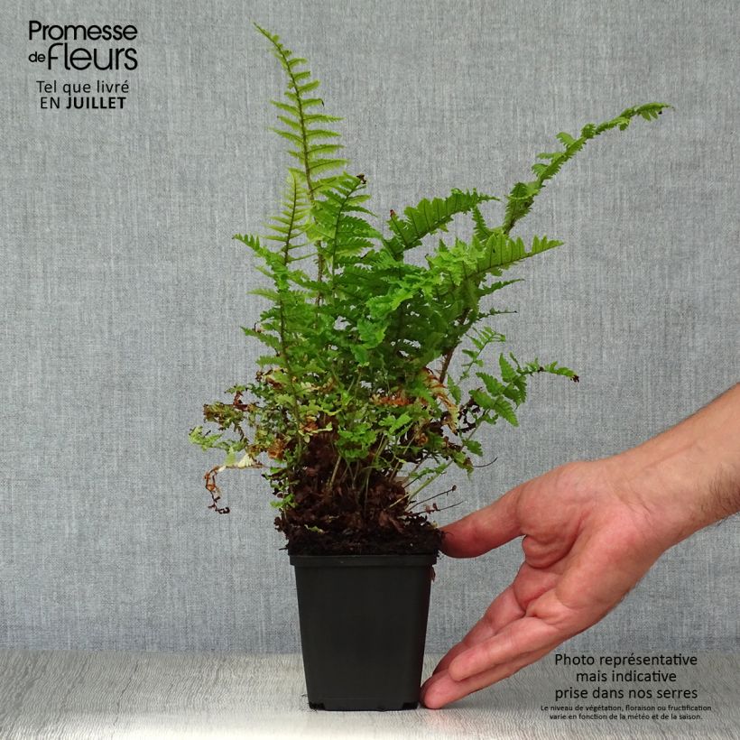Exemplar von Dryopteris affinis Crispa - Wurmfarn Kleine Töpfe von 8/9 cm wie im Sommer geliefert