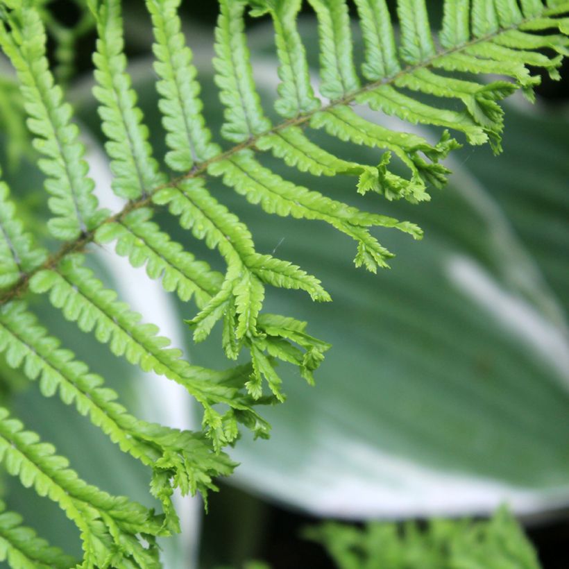 Dryopteris affinis Cristata - Wurmfarn (Foliage)