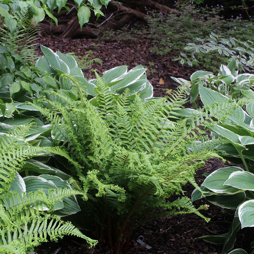 Dryopteris affinis Cristata - Wurmfarn (Plant habit)
