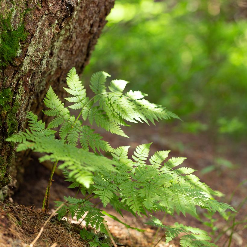 Dryopteris carthusiana - Wurmfarn (Plant habit)
