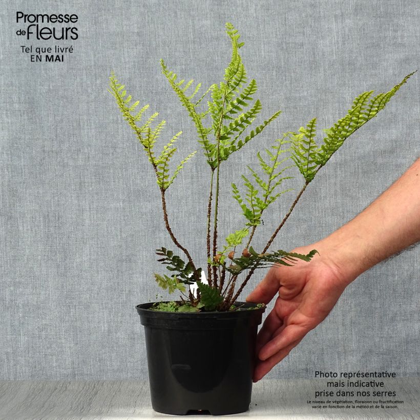 Exemplar von Dryopteris championii - Wurmfarn Topf mit 2L/3L wie im Frühjahr geliefert