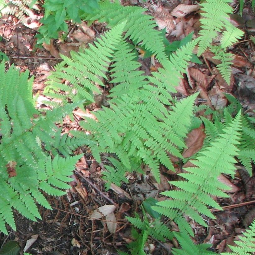 Dryopteris clintoniana - Wurmfarn (Foliage)