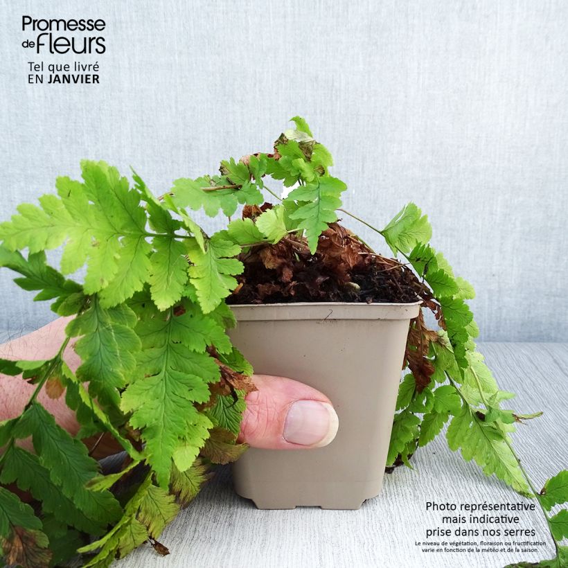 Exemplar von Dryopteris clintoniana - Wurmfarn Kleine Töpfe von 8/9 cm wie im Winter geliefert