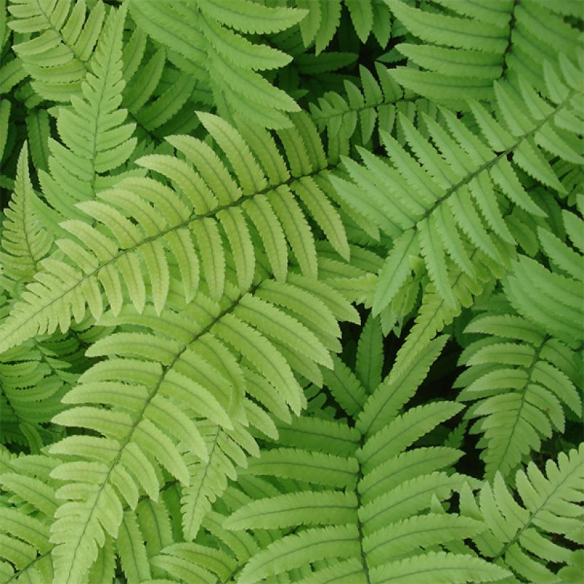 Dryopteris cycadina - Wurmfarn (Foliage)