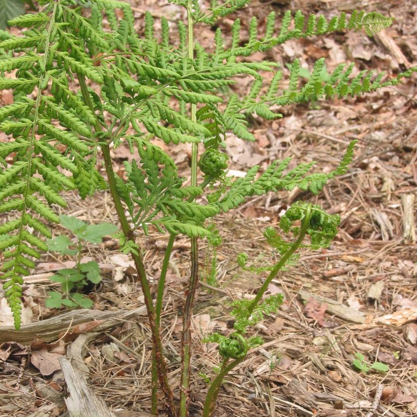 Dryopteris dilatata - Wurmfarn (Plant habit)