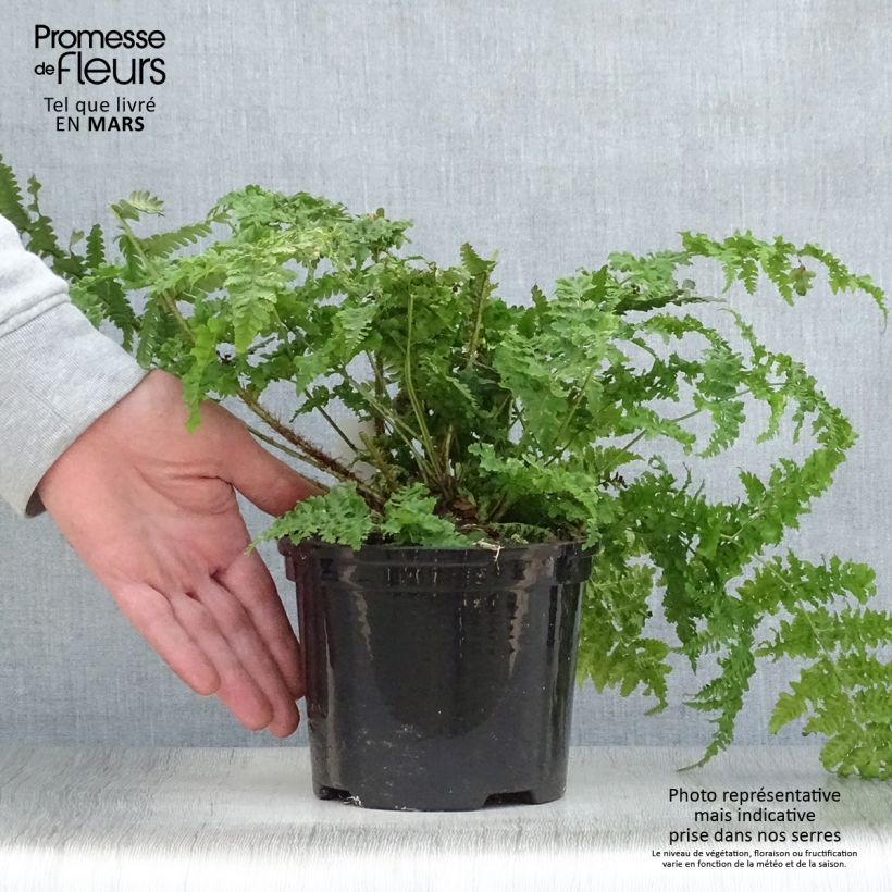 Example of Dryopteris dilatata - Wurmfarn Topf mit 2L/3L as you get in printemps
