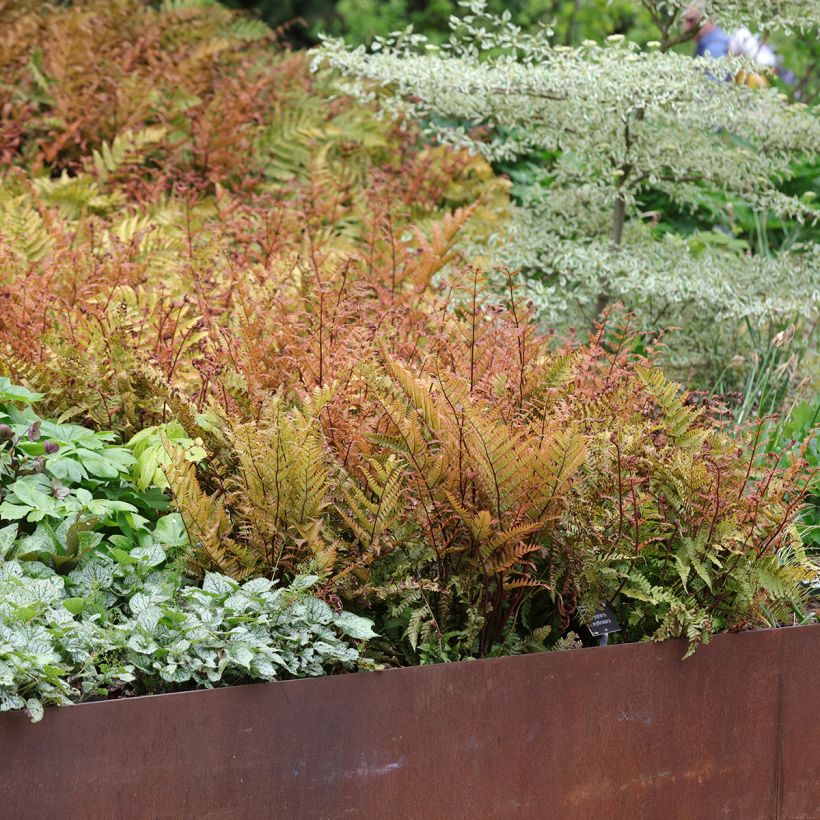 Dryopteris erythrosora - Wurmfarn (Plant habit)