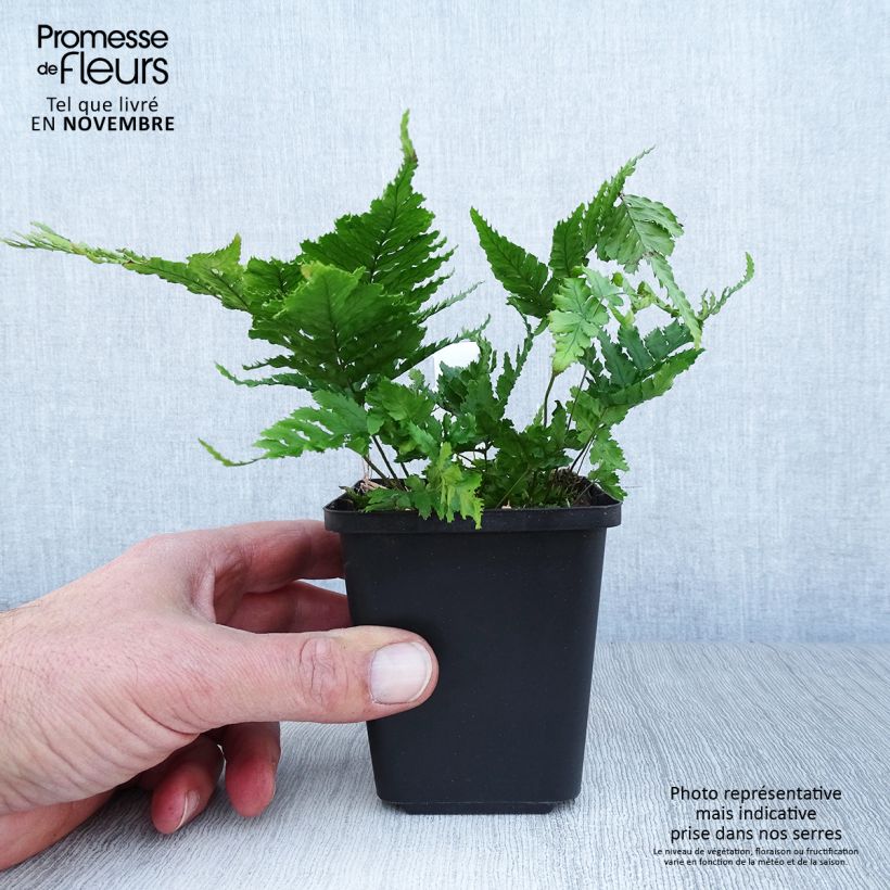 Example of Dryopteris erythrosora - Wurmfarn Kleine Töpfe von 8/9 cm as you get in automne