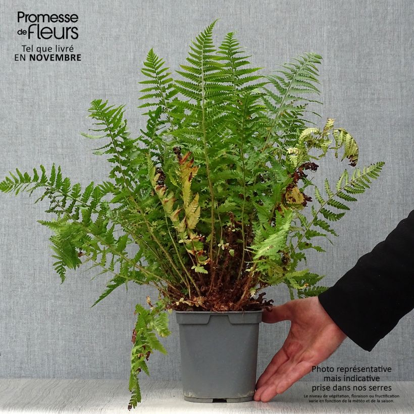 Example of Dryopteris erythrosora - Wurmfarn Topf mit 2L/3L as you get in automne