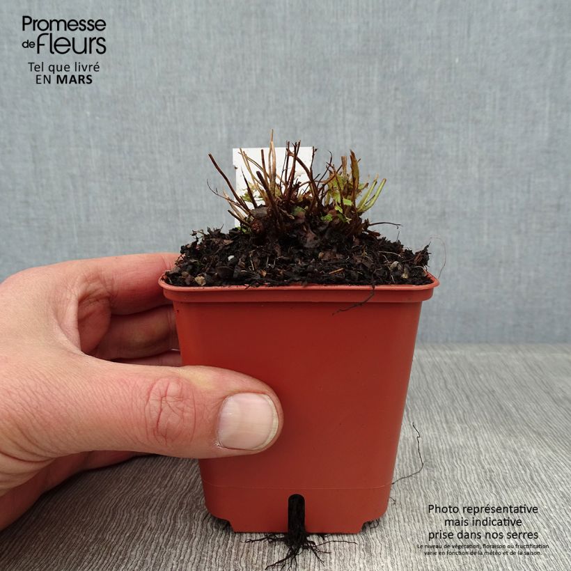 Exemplar von Dryopteris erythrosora Prolifica - Wurmfarn Kleine Töpfe von 8/9 cm wie im Winter geliefert