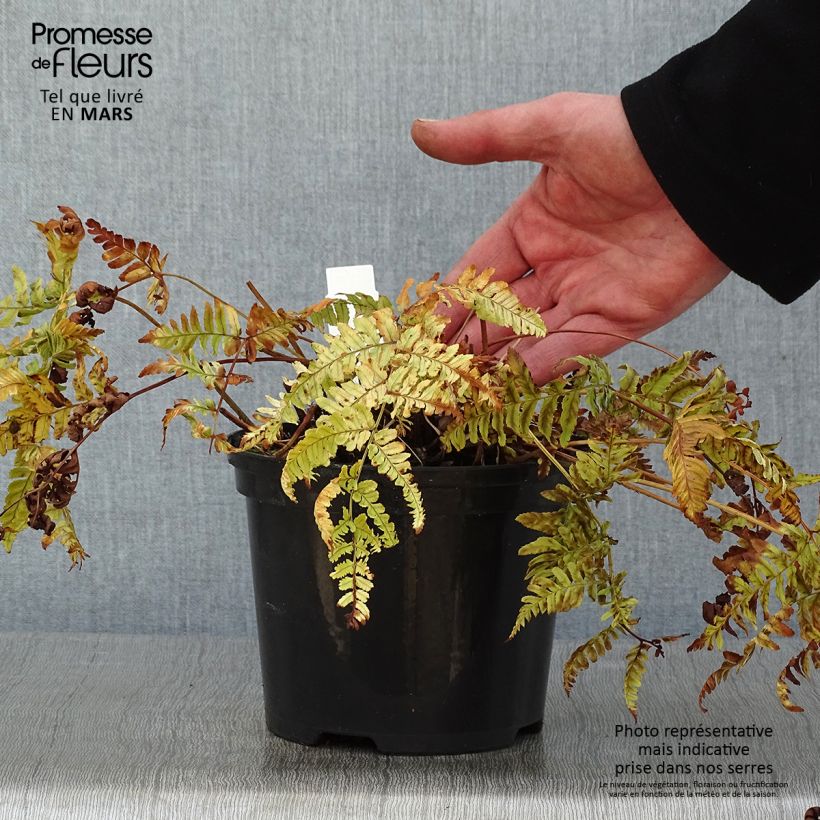 Exemplar von Dryopteris erythrosora Prolifica - Wurmfarn Topf mit 2L/3L wie im Winter geliefert