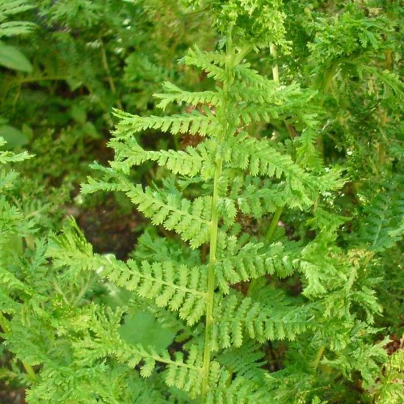 Dryopteris filix-mas Crispa Cristata - Wurmfarn (Foliage)