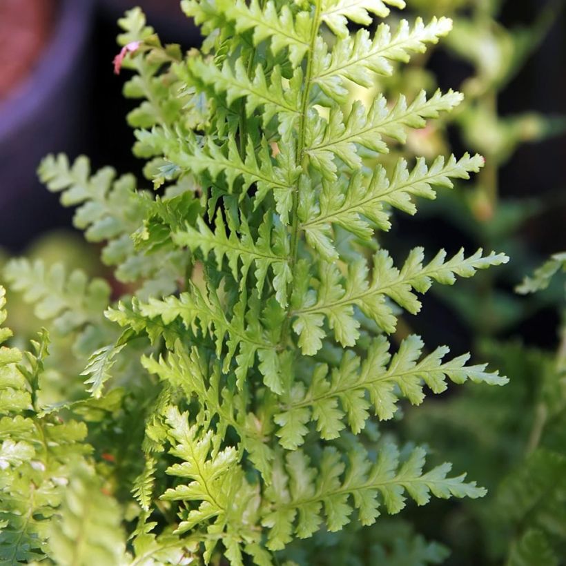 Dryopteris filix-mas Barnesii - Wurmfarn (Foliage)